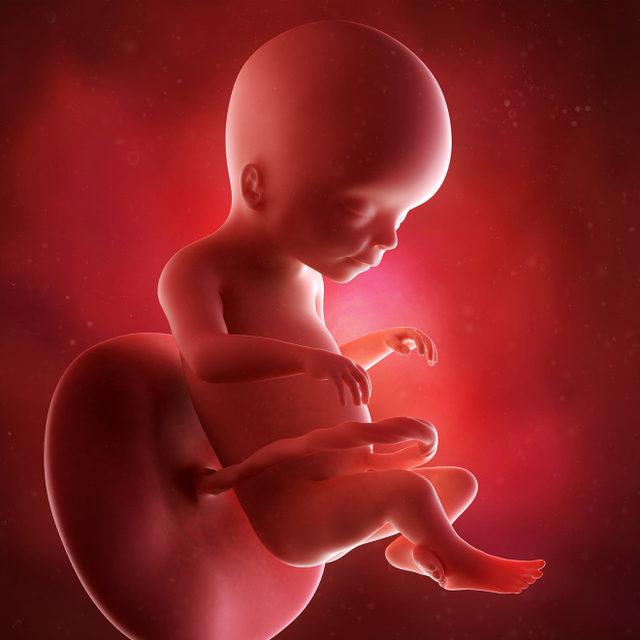 20.hafta bebek ultrasonu