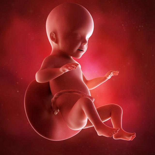26 haftalık fetüs