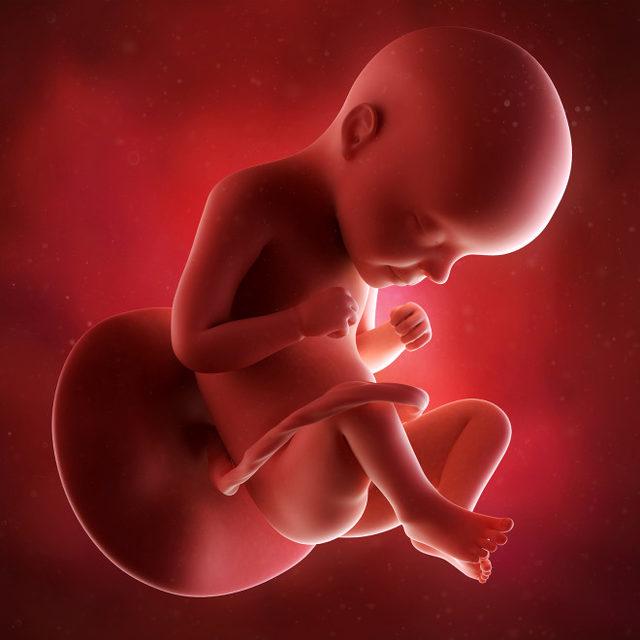29. hafta bebek ultrason görüntüsü 