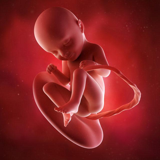 33 haftalık gebelik bebek ultrason