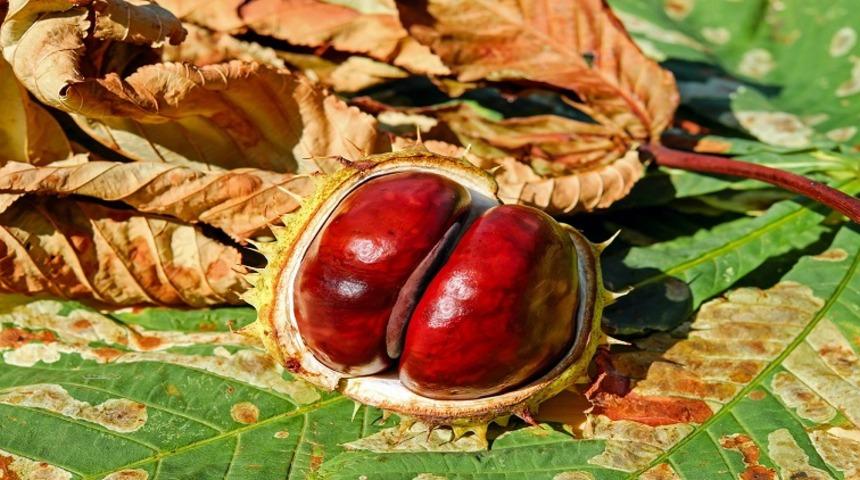 Kestanenin faydaları nelerdir? Nasıl pişirilir? Hangi vitaminleri içerir?