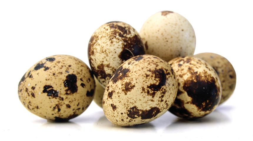 Bıldırcın, alternatif protein kaynağı