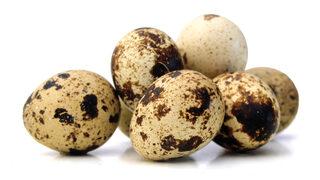 Bıldırcın, alternatif protein kaynağı