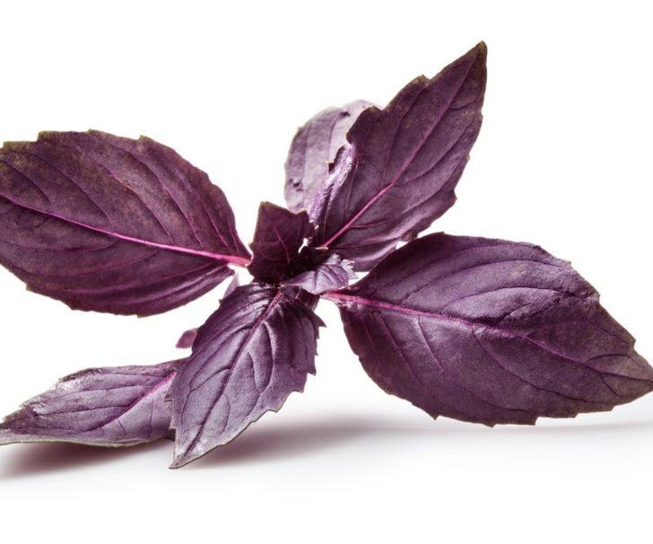 Omega-3 deposu! Prof. Dr. İbrahim Saraçoğlu'ndan zihinsel performansı artırıcı bitki: "10 dakikada farkı hissediyorsunuz" G4