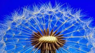 Karahindiba otunun faydaları nelerdir? Nasıl kullanılır? Neye iyi gelir?