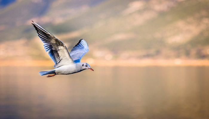 Rüyada Kuş Görmek: Beyaz Kuşlar Görmek, Kuşla Konuşmak - Mynet trend