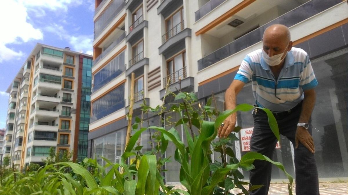 Apartman &ouml;n&uuml;nde doğal sebze yetiştiriyor