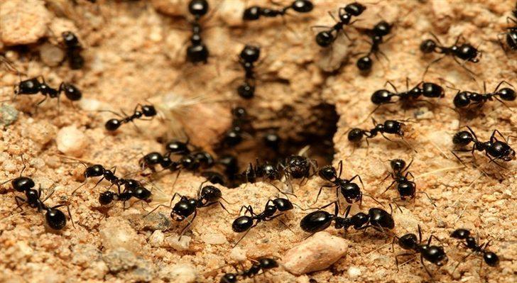 Rüyada Karınca Görmek: Vücudunda Karınca, Karınca Isırması - Mynet trend