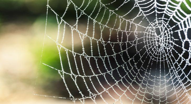 Rüyada Örümcek Görmek: Örümcek Ağı Temizlemek - Mynet trend