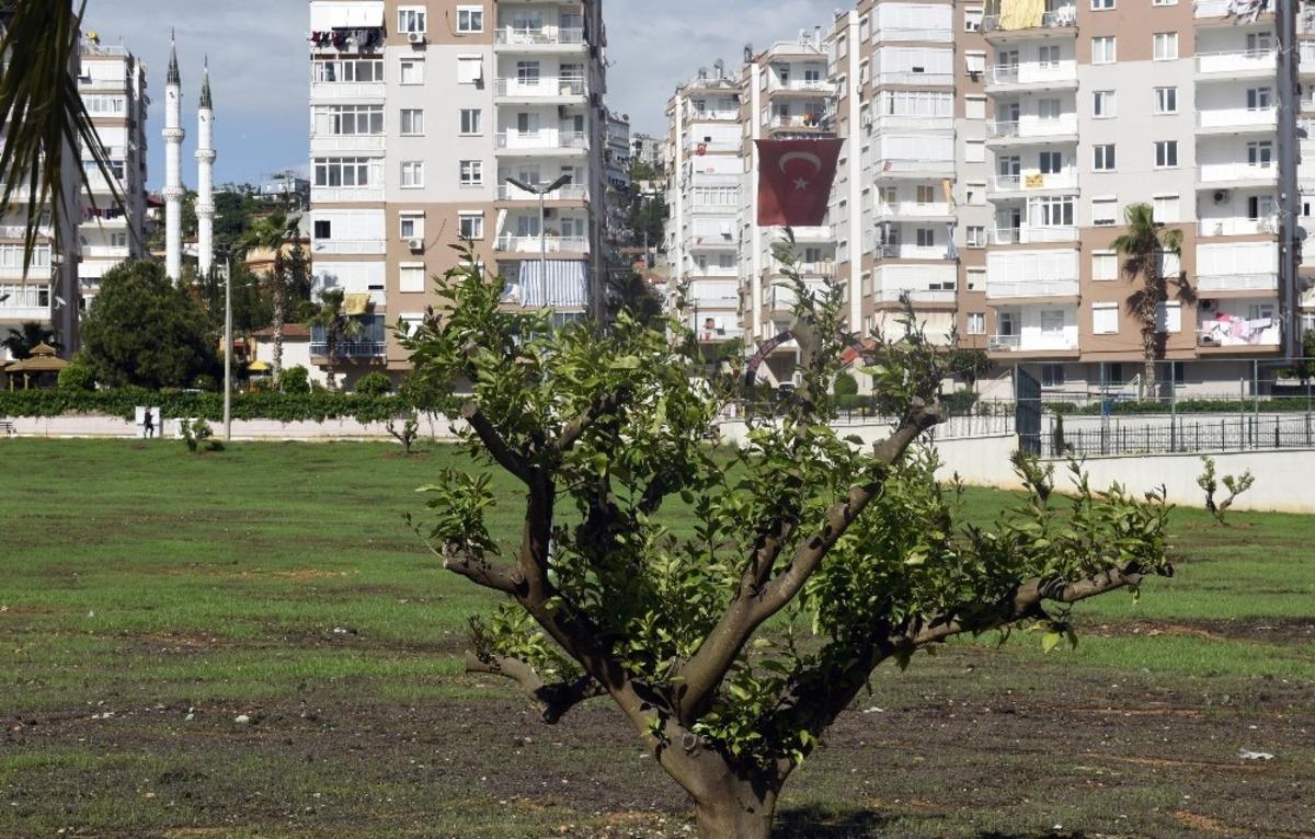 &Ccedil;amlıbel&rsquo;e narenciye bah&ccedil;esi