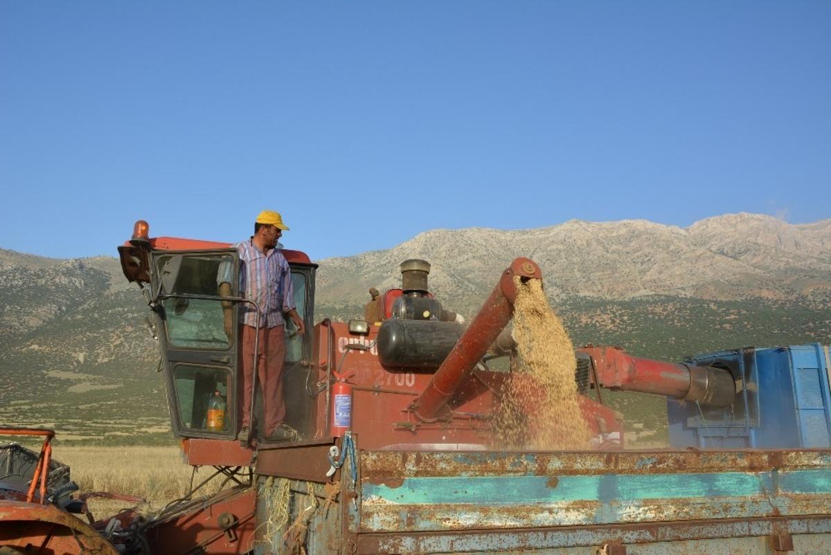 Antalya&rsquo;da arpa hasatı başladı