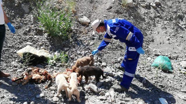 Sokak hayvanlarına mama desteği