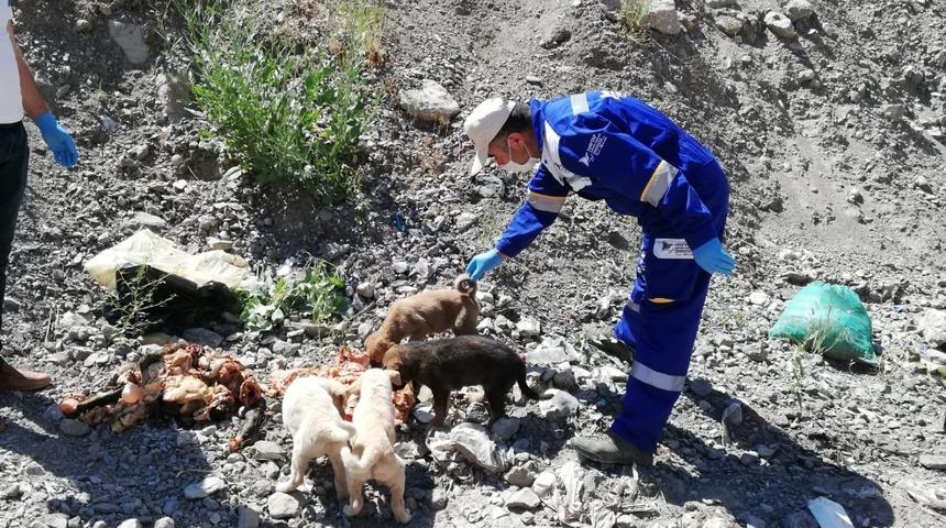 Sokak hayvanlarına mama desteği