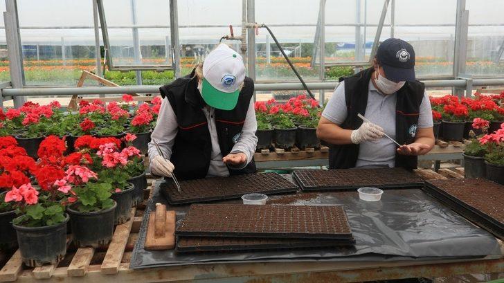 Odunpazarı Belediyesi kendi serasında yılda 300 bin çiçek üretiyor G3
