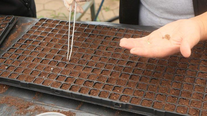 Odunpazarı Belediyesi kendi serasında yılda 300 bin çiçek üretiyor G5