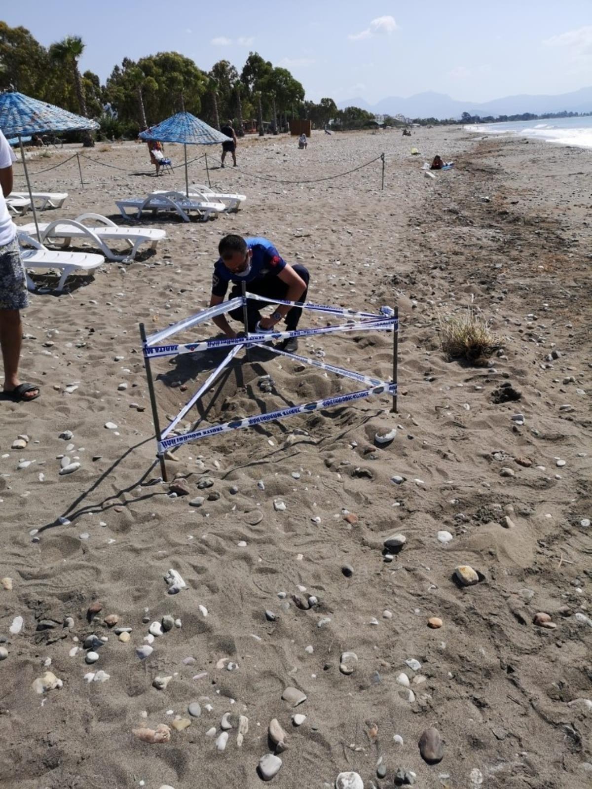 Deniz kaplumbağasının yumurtaları koruma altına alındı
