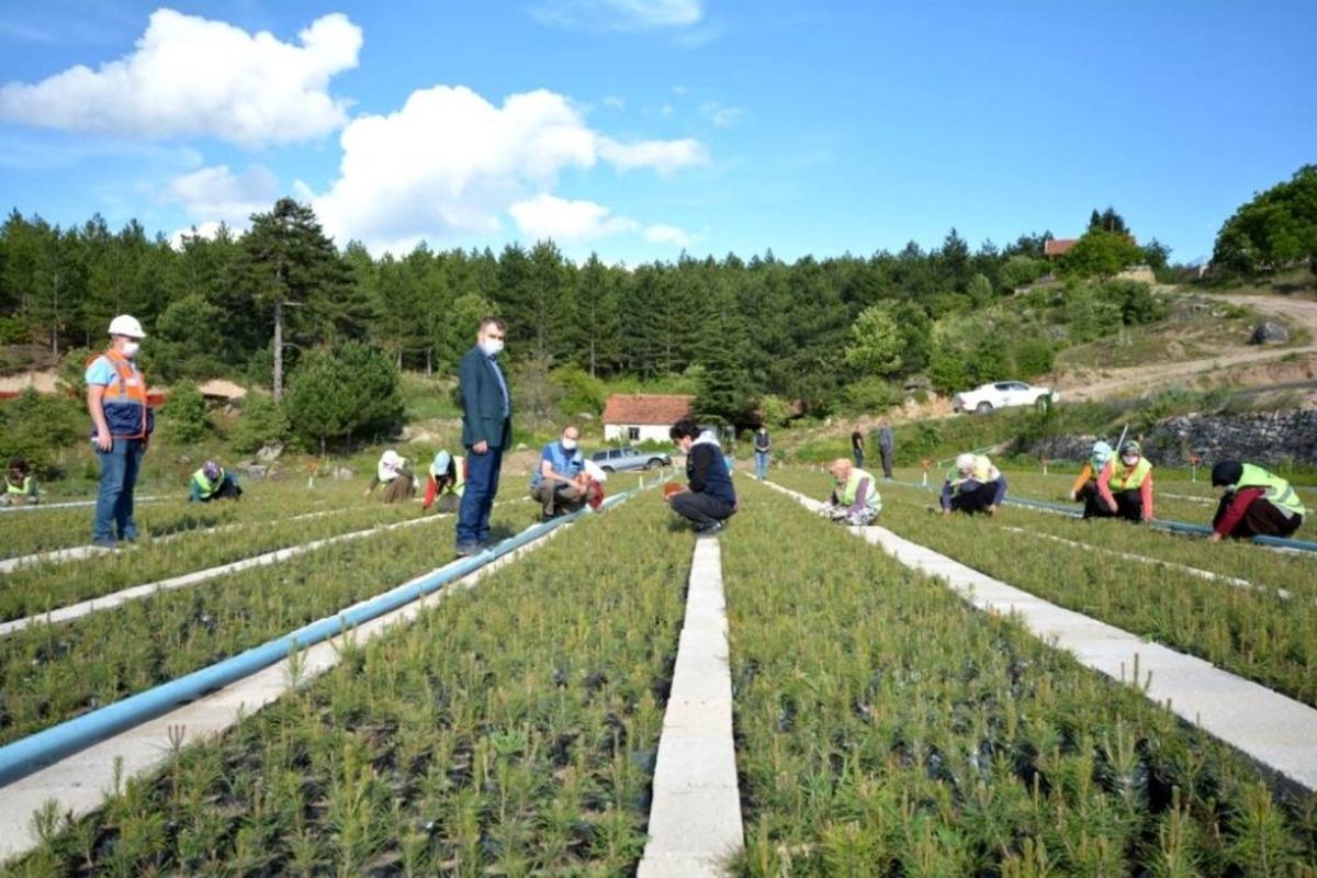 Hisarcık Orman Fidanlığında 700 bin fidan &uuml;retildi