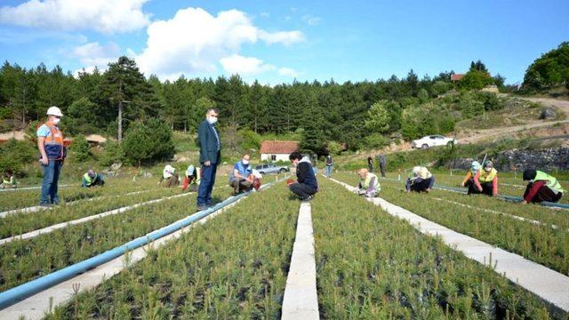 Hisarcık Orman Fidanlığında 700 bin fidan üretildi