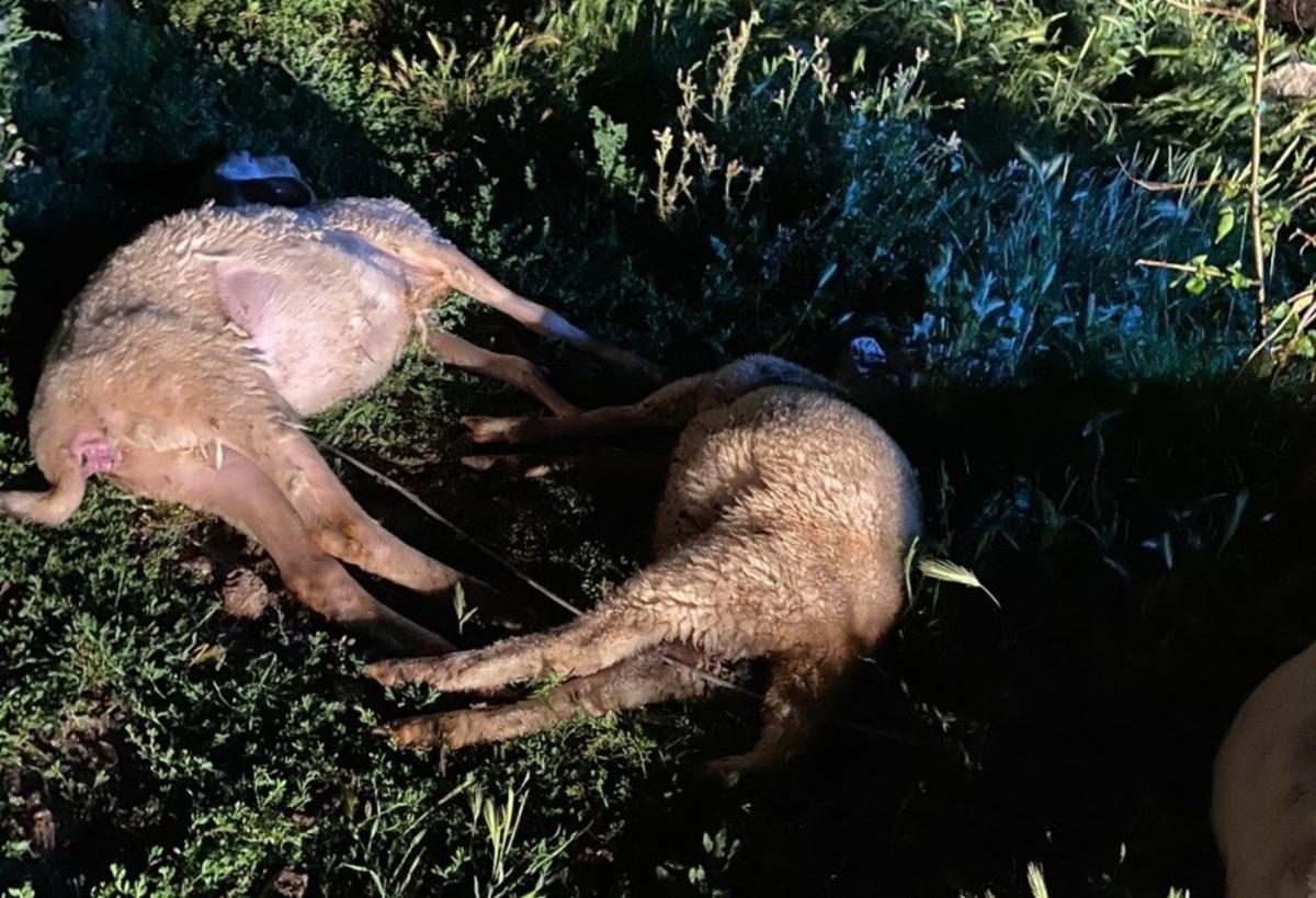 K&uuml;tahya&rsquo;da 6 k&uuml;&ccedil;&uuml;kbaş hayvan ve bir k&ouml;pek telef oldu