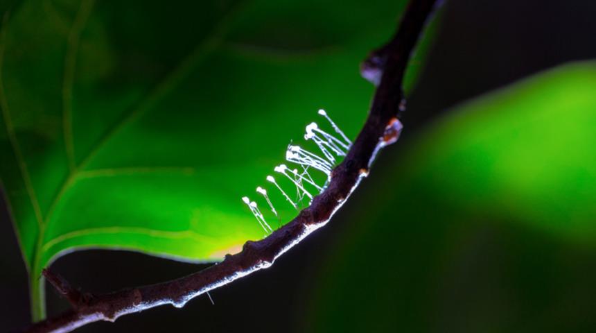 Udumbara &ccedil;i&ccedil;eği nerede ve nasıl yetişir? İşte udumbara &ccedil;i&ccedil;eğinin efsanesi ve resimleri!