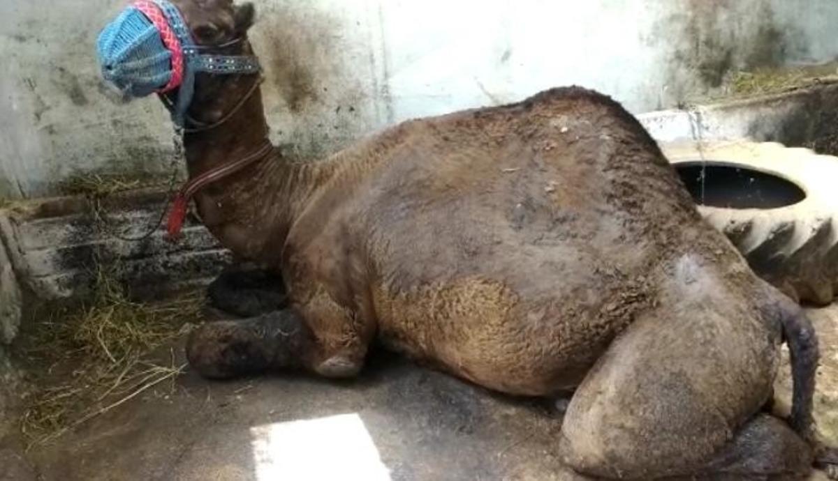 Develer parazitlere karşı korunmaya alındı