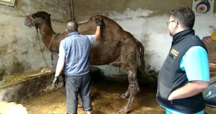 Develer parazitlere karşı korunmaya alındı G2