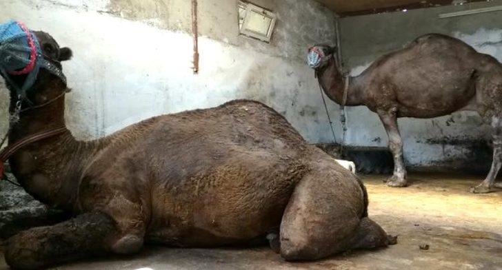 Develer parazitlere karşı korunmaya alındı G3