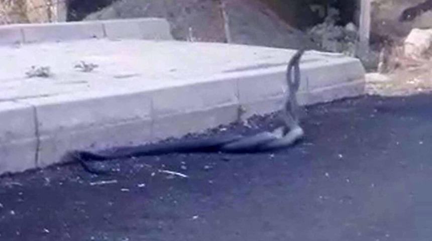 Siirt&rsquo;te yılanların dansı kameraya yansıdı