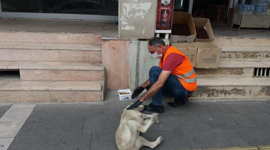 Sokak hayvanları aç bırakılmıyor