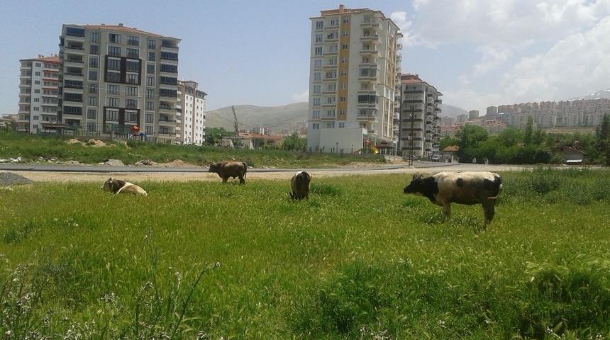 Çiftçi proje başvuruları 7 Temmuz’a uzatıldı