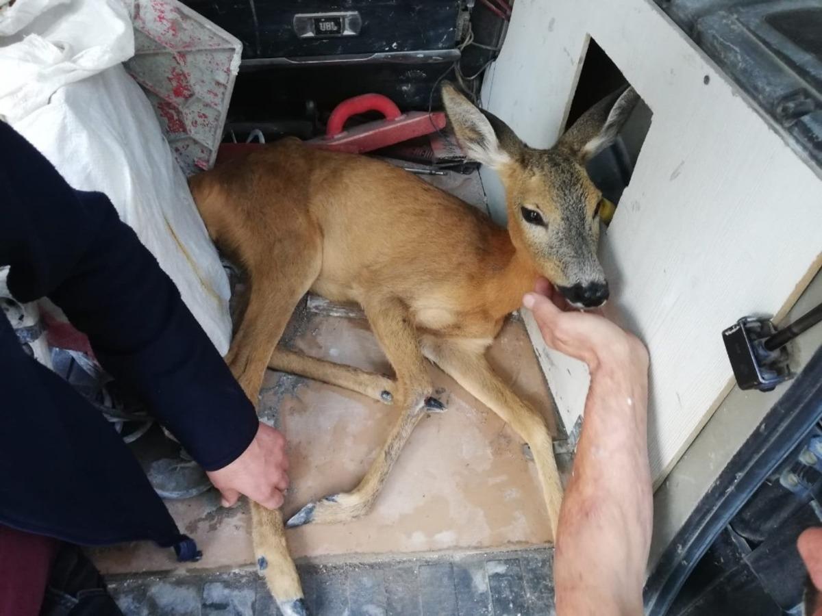 Halsiz halde bulunan karaca yavrusu koruma altına alındı