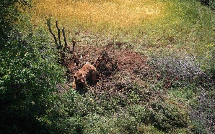 Kütahya'da bahçe teline takılan ayı kurtarıldı G1