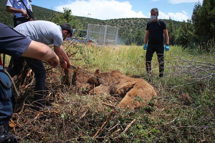 Kütahya'da bahçe teline takılan ayı kurtarıldı G2