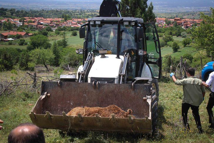 Kütahya'da bahçe teline takılan ayı kurtarıldı G3