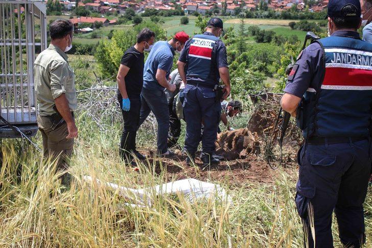 Kütahya'da bahçe teline takılan ayı kurtarıldı G4