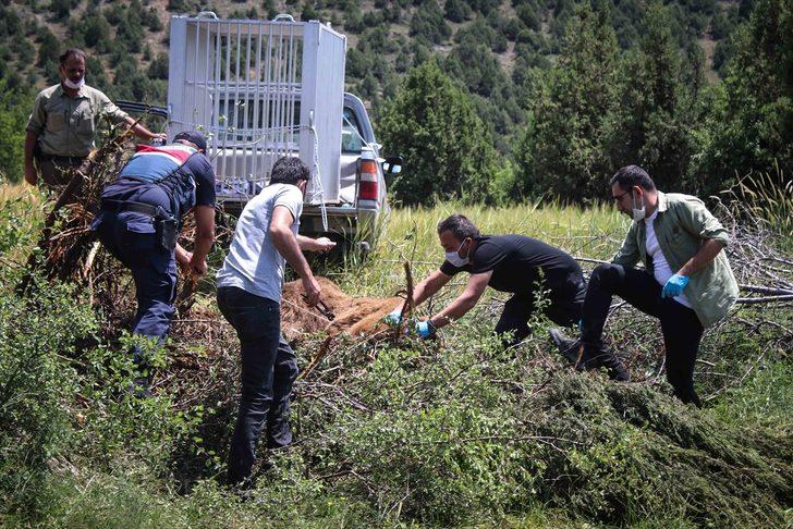 Kütahya'da bahçe teline takılan ayı kurtarıldı G5