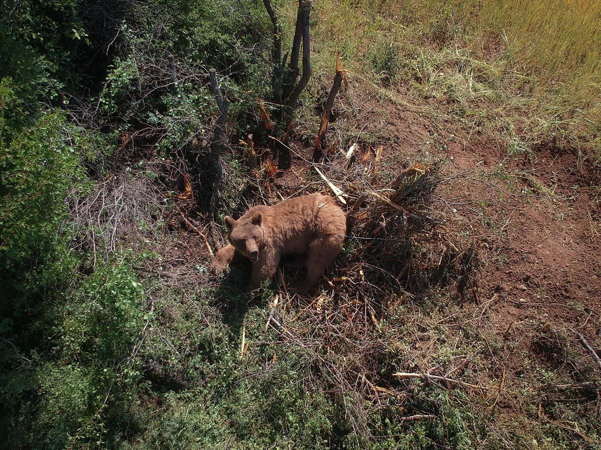 K&uuml;tahya'da bah&ccedil;e teline takılan ayı kurtarıldı