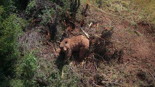 Kütahya'da bahçe teline takılan ayı kurtarıldı