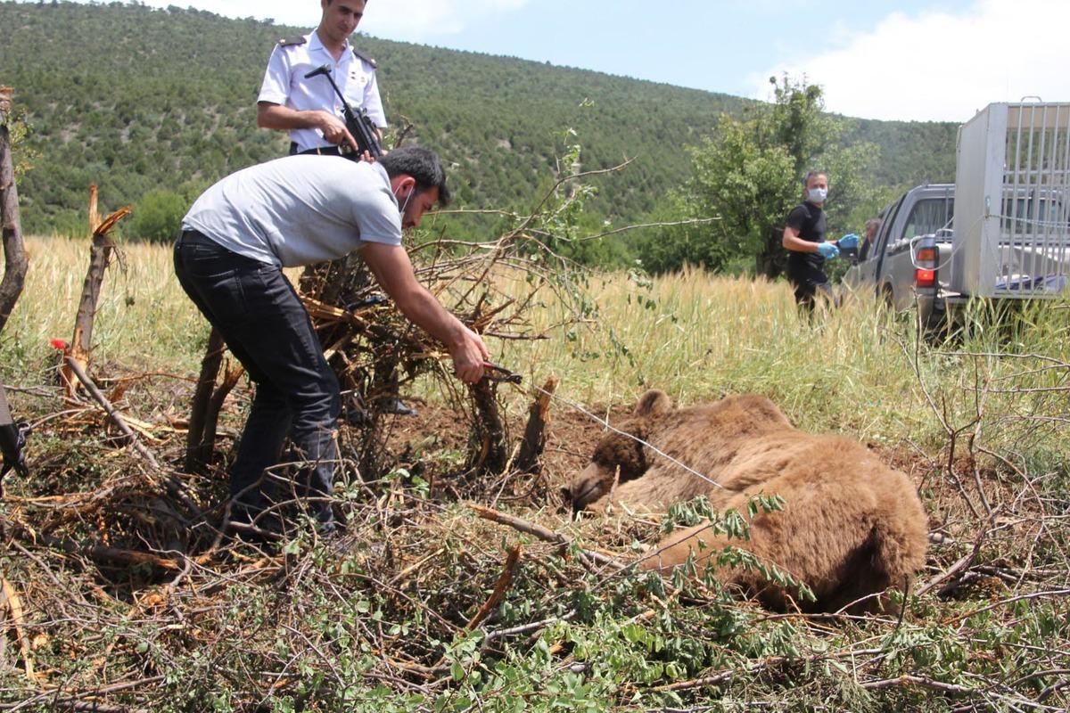 Bah&ccedil;e teline takılarak mahsur kalan boz ayı uyutularak kurtarıldı