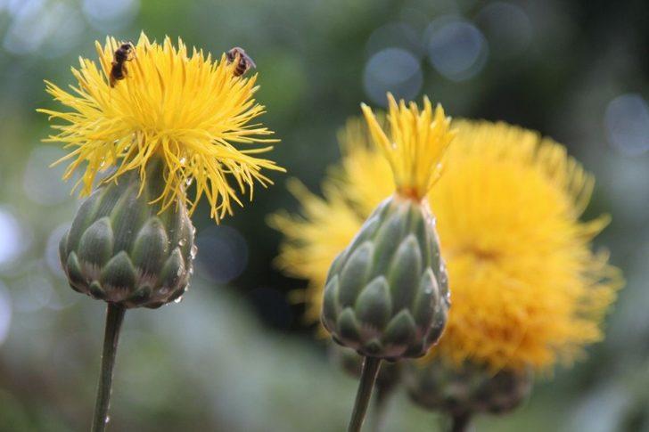 Tülüşah alanlarında inceleme yapıldı G2