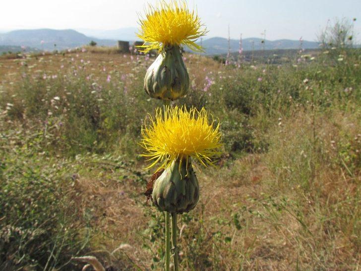 Tülüşah alanlarında inceleme yapıldı G4