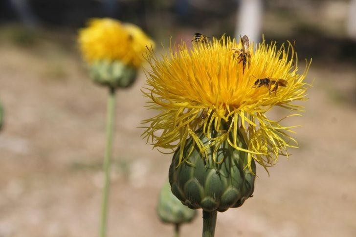 Tülüşah alanlarında inceleme yapıldı G5