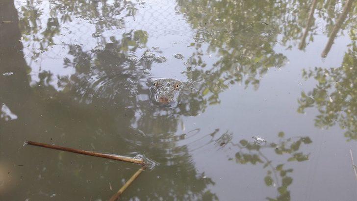 Adıyaman'da Fırat kaplumbağası görüldü! Yetkililer köye gelip incelemede bulundu G2