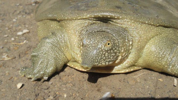 Adıyaman'da Fırat kaplumbağası görüldü! Yetkililer köye gelip incelemede bulundu G4