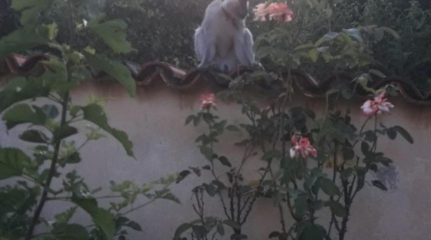 Firari maymunu yakalamak i&ccedil;in ekipler seferber oldu