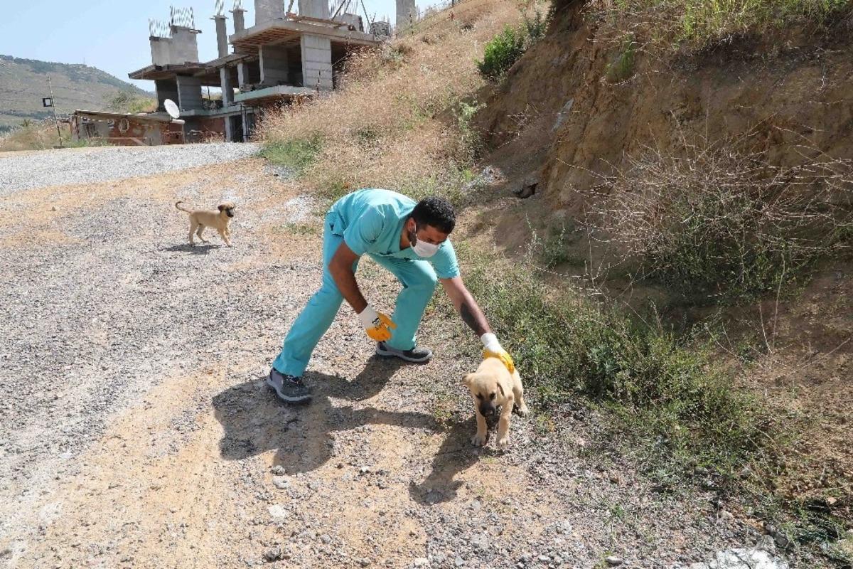 Bayraklı&rsquo;da can dostlar emin ellerde