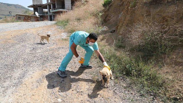 Bayraklı’da can dostlar emin ellerde