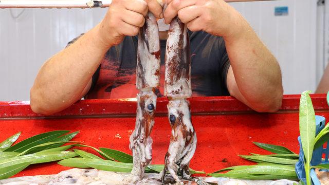 Saros'ta kalamar avı bollaştı, fiyatı 60 liraya düştü