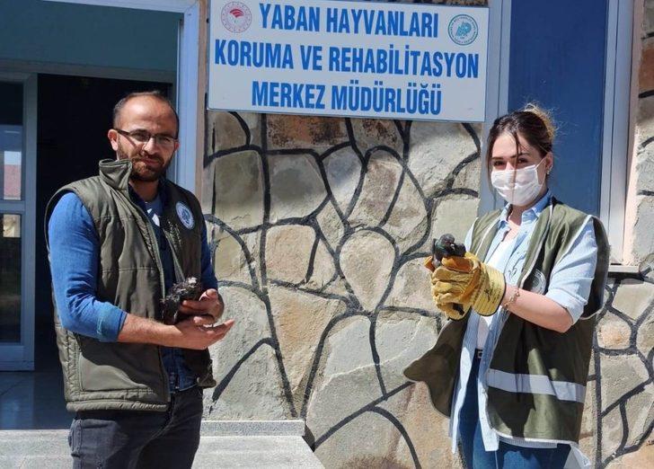 Van’da yaralı kuşlar tedavi altına alındı G1