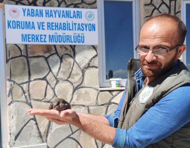 Van’da yaralı kuşlar tedavi altına alındı G2